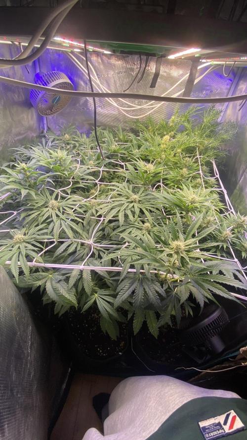 Sticky Wasabi Triploid  Growers Choice. Week 10 - 22/4/2026