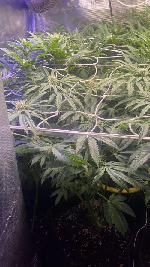 Sticky Wasabi Triploid  Growers Choice. Week 10 - 22/4/2026