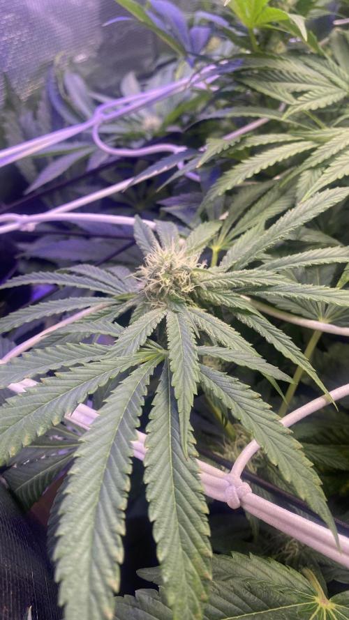 Sticky Wasabi Triploid  Growers Choice. Week 10 - 22/4/2026