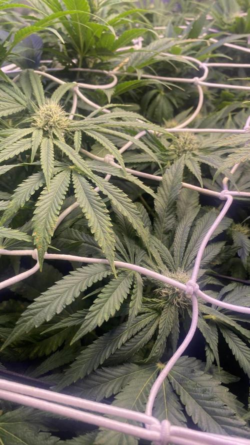 Sticky Wasabi Triploid  Growers Choice. Week 10 - 22/4/2026