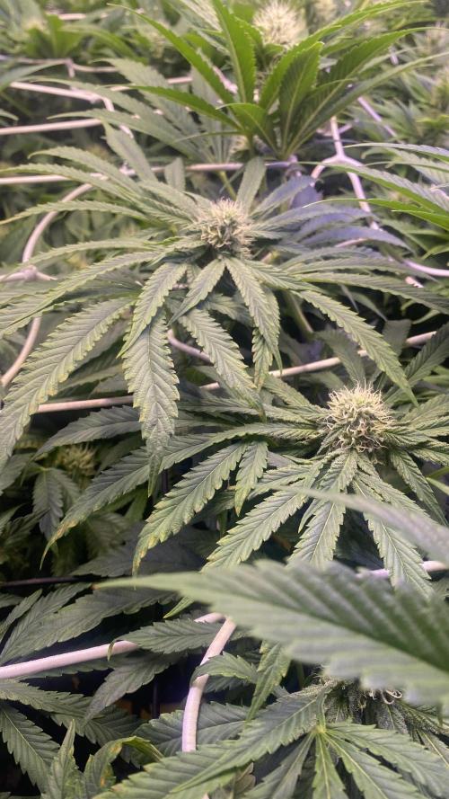 Sticky Wasabi Triploid  Growers Choice. Week 10 - 22/4/2026