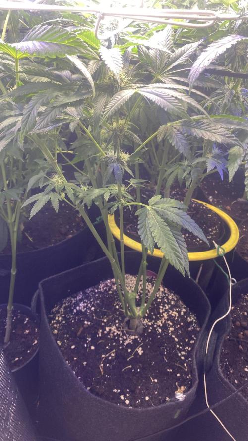 Sticky Wasabi Triploid  Growers Choice. Week 10 - 22/4/2026