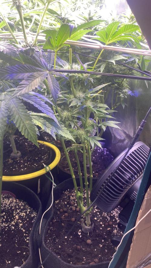 Papaya Frosting - Barneys Farm. Week 10 - 22/4/2026
