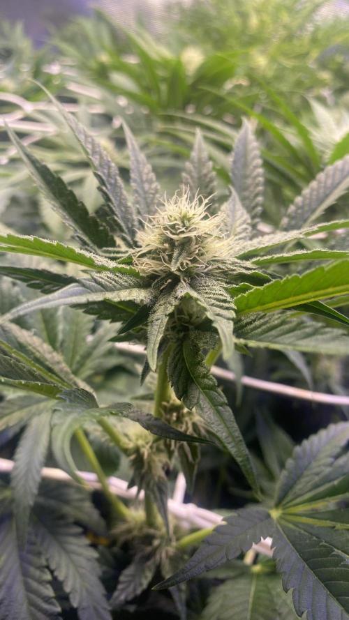 Papaya Frosting - Barneys Farm. Week 10 - 22/4/2026