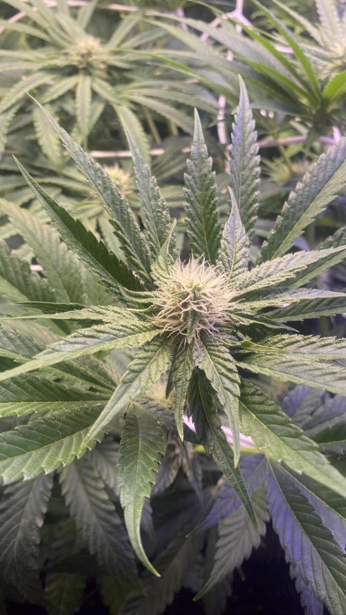 Papaya Frosting - Barneys Farm. Week 10 - 22/4/2026