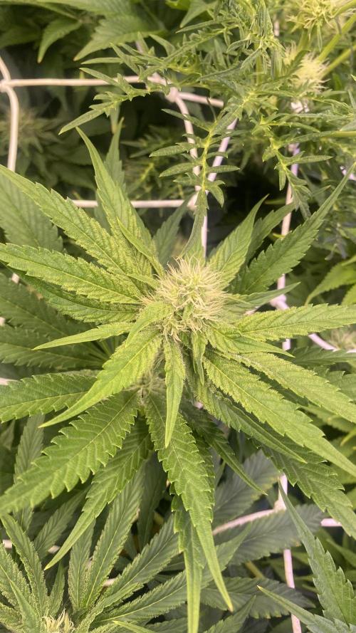 Papaya Frosting - Barneys Farm. Week 10 - 22/4/2026