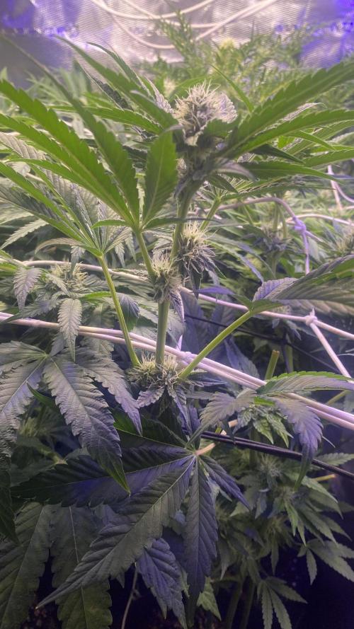 Papaya Frosting - Barneys Farm. Week 10 - 22/4/2026