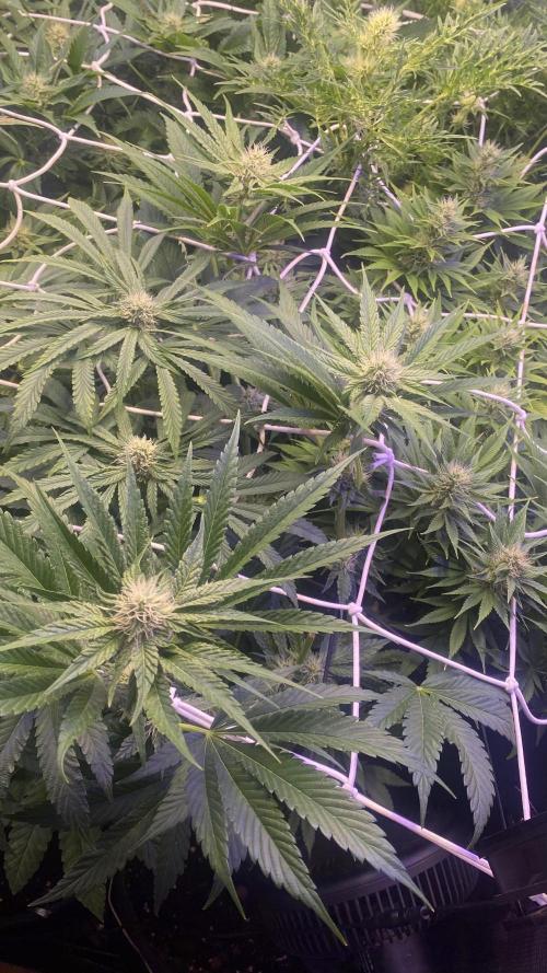Papaya Frosting - Barneys Farm. Week 10 - 22/4/2026