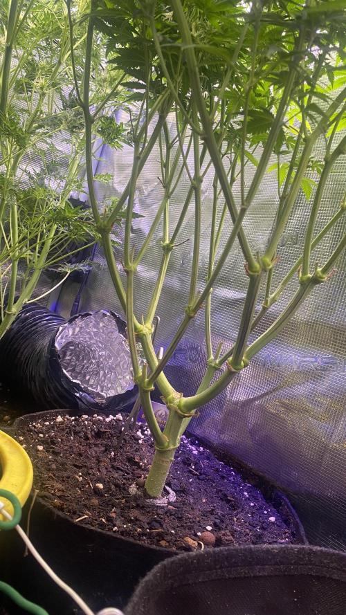 Eternity Growcup 2026 - Sticky Broccoli. Week 11 - 22/4/2026