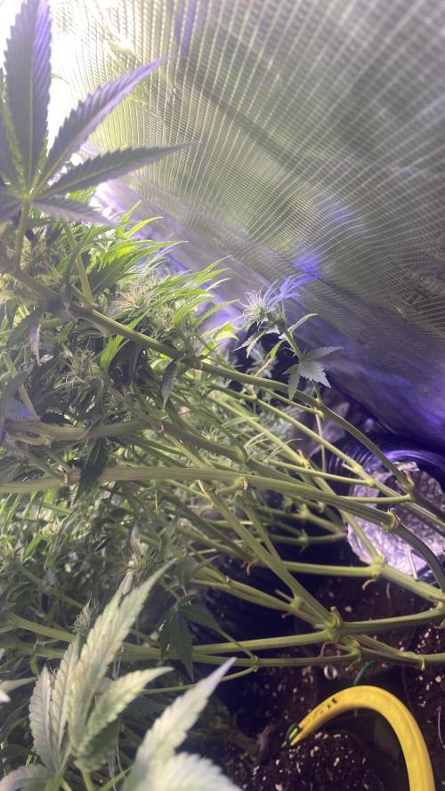 Eternity Growcup 2026 - Sticky Broccoli. Week 11 - 22/4/2026