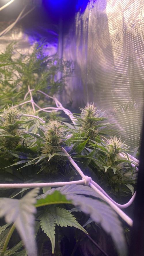 Eternity Growcup 2026 - Sticky Broccoli. Week 11 - 22/4/2026