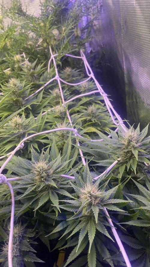 Eternity Growcup 2026 - Sticky Broccoli. Week 11 - 22/4/2026