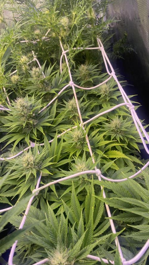 Eternity Growcup 2026 - Sticky Broccoli. Week 11 - 22/4/2026