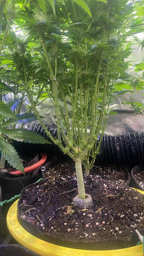 Grandpa Zombie Genetics Fem - Izi Farms. Week 11 - 22/4/2026