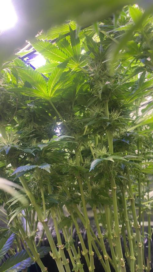 Grandpa Zombie Genetics Fem - Izi Farms. Week 11 - 22/4/2026
