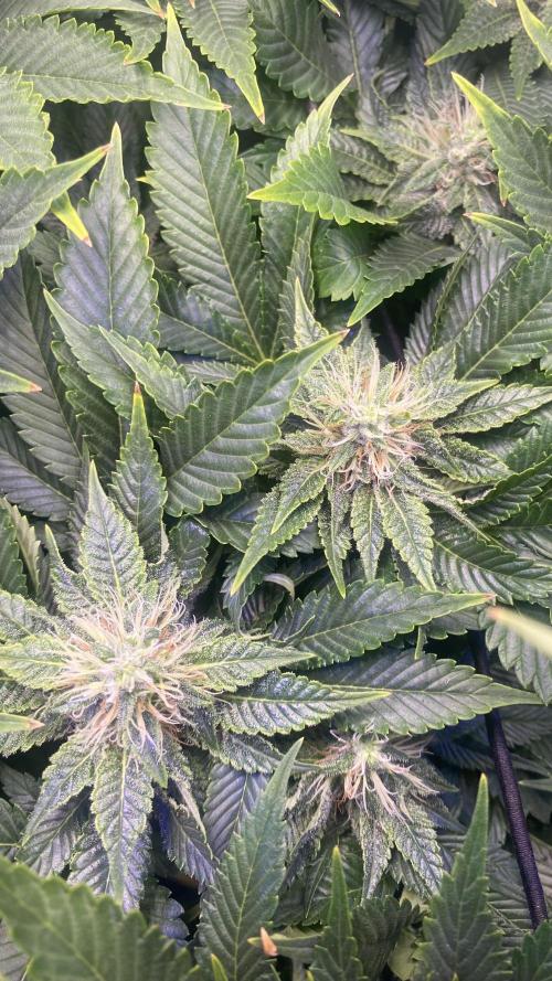 Grandpa Zombie Genetics Fem - Izi Farms. Week 11 - 22/4/2026