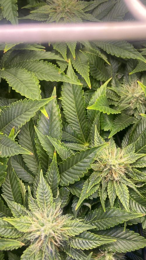 Grandpa Zombie Genetics Fem - Izi Farms. Week 11 - 22/4/2026