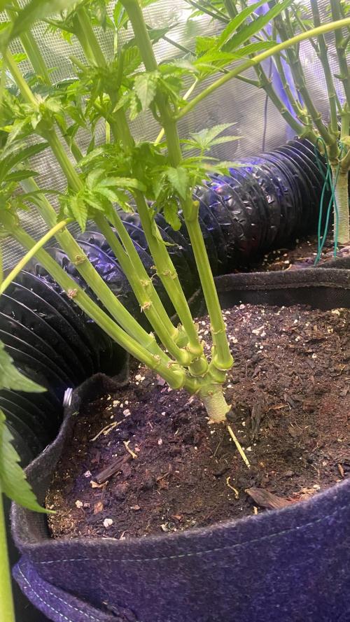 Zamnesia - Hindu Kush - Landrace - Fem. Week 10 - 22/4/2026
