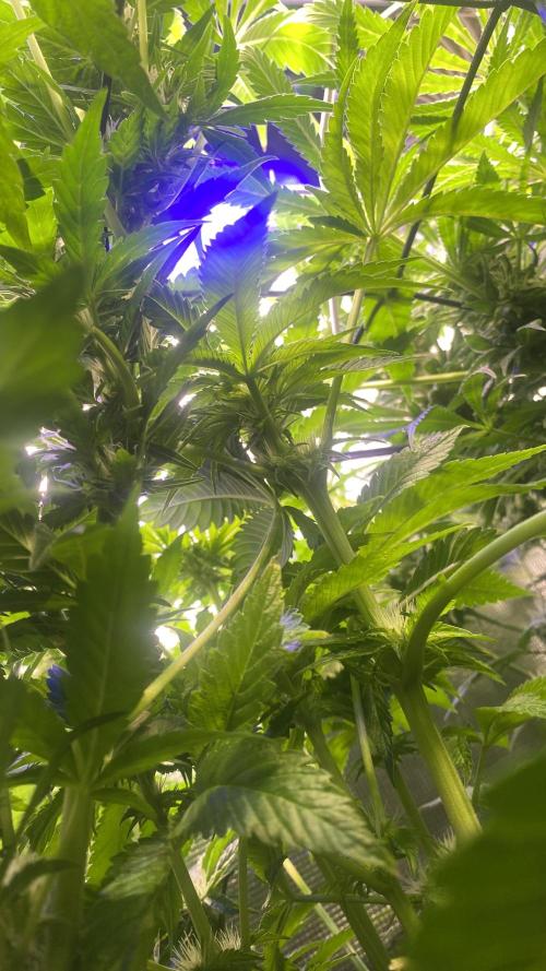 Zamnesia - Hindu Kush - Landrace - Fem. Week 10 - 22/4/2026