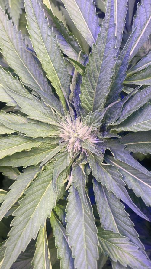 Zamnesia - Hindu Kush - Landrace - Fem. Week 10 - 22/4/2026