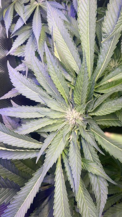 Zamnesia - Hindu Kush - Landrace - Fem. Week 10 - 22/4/2026