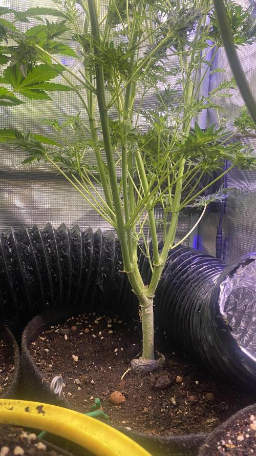 Mentha De Croco - TerpyZ. Mutant. Week 11 - 22/4/2026