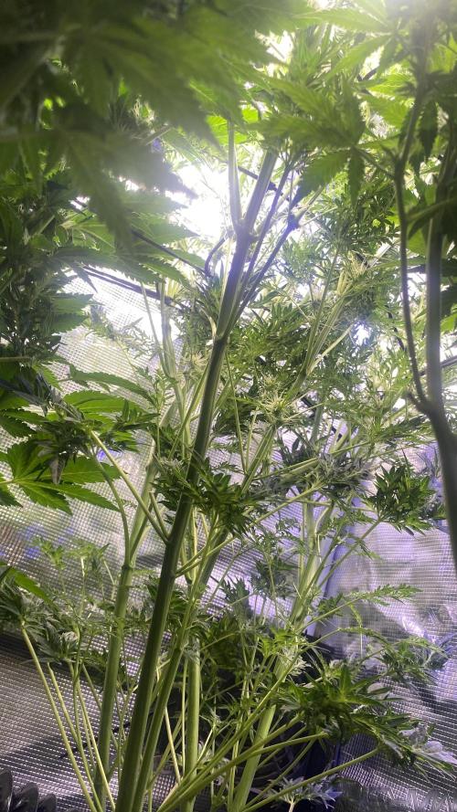 Mentha De Croco - TerpyZ. Mutant. Week 11 - 22/4/2026