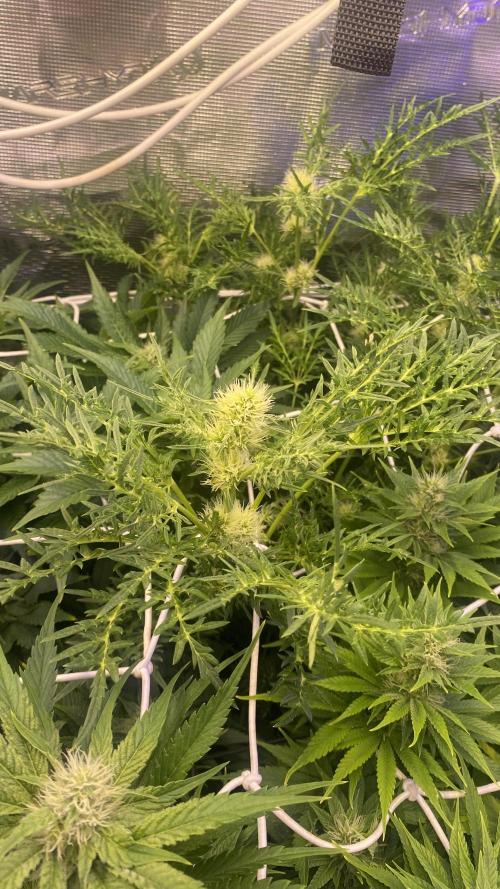 Mentha De Croco - TerpyZ. Mutant. Week 11 - 22/4/2026