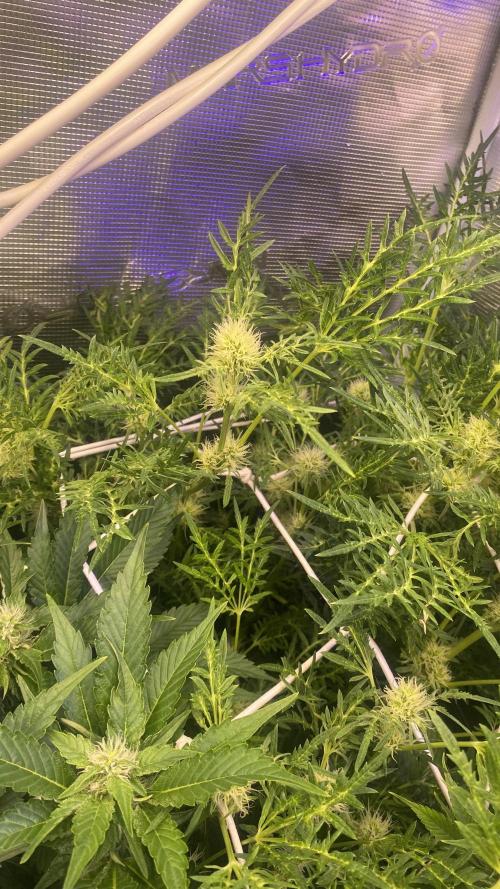Mentha De Croco - TerpyZ. Mutant. Week 11 - 22/4/2026