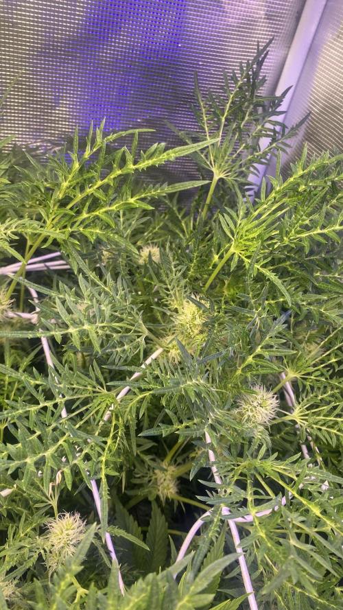Mentha De Croco - TerpyZ. Mutant. Week 11 - 22/4/2026