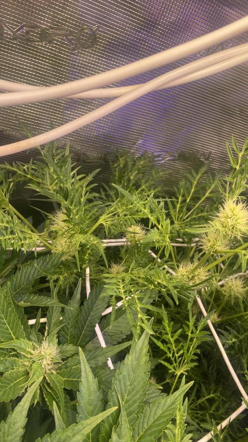 Mentha De Croco - TerpyZ. Mutant. Week 11 - 22/4/2026