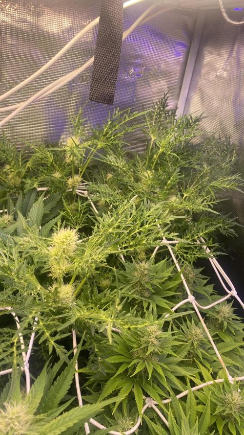 Mentha De Croco - TerpyZ. Mutant. Week 11 - 22/4/2026