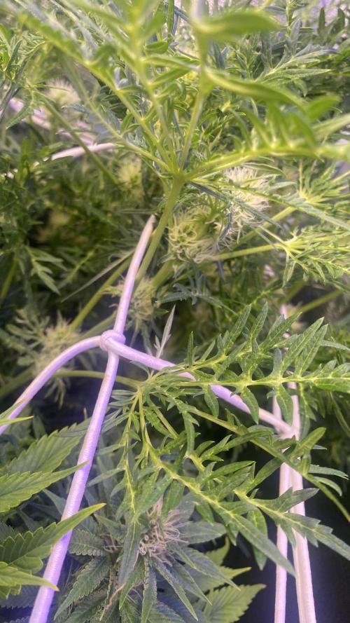 Mentha De Croco - TerpyZ. Mutant. Week 11 - 22/4/2026