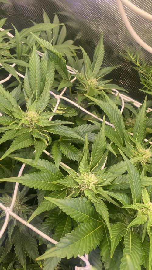 Tom Hills - Deep Chunk - reg photo. Week 11 - 22/4/2026