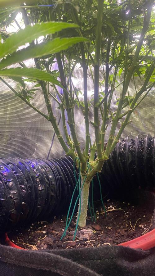 Mazar Kush - World Of Seeds. Week 11 - 22/4/2026
