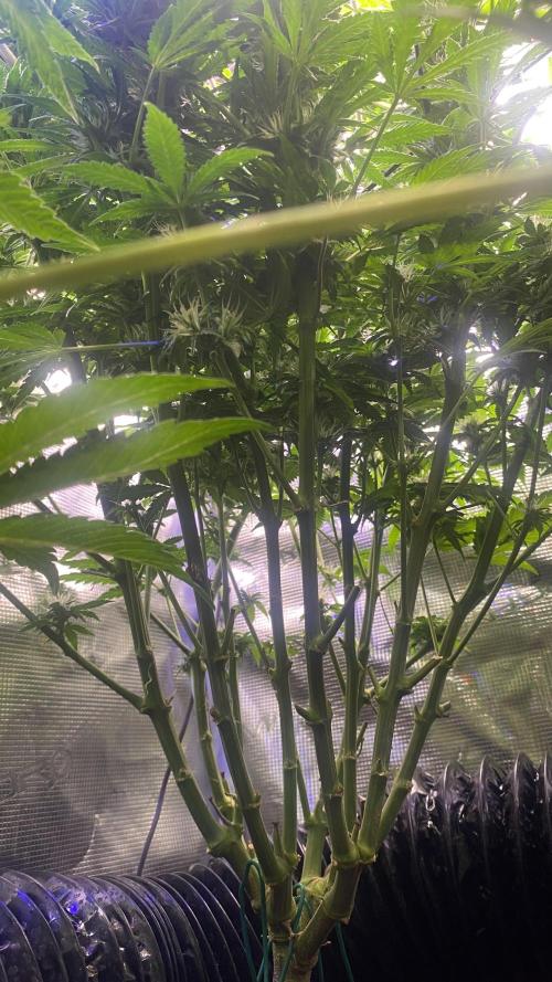 Mazar Kush - World Of Seeds. Week 11 - 22/4/2026