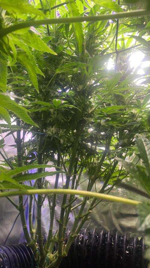 Mazar Kush - World Of Seeds. Week 11 - 22/4/2026
