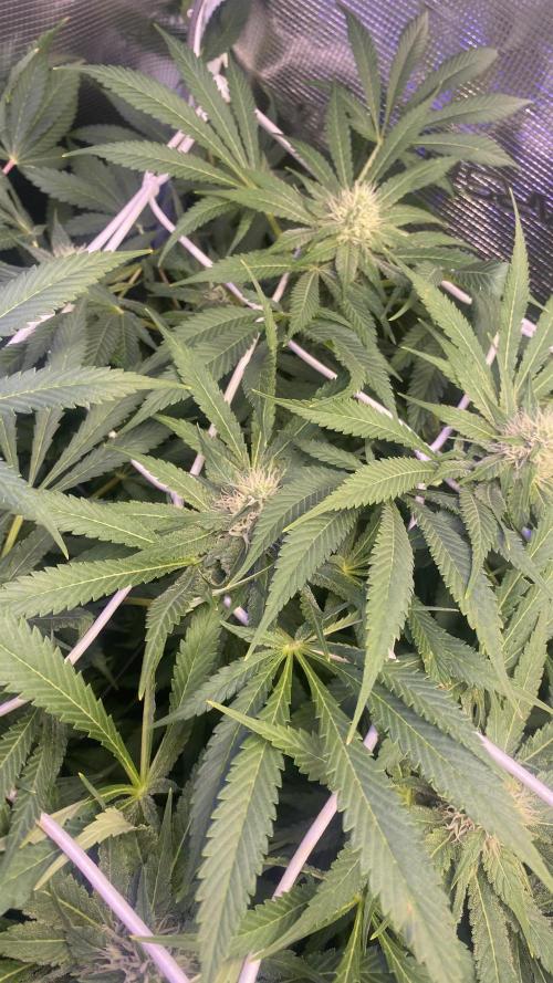 Mazar Kush - World Of Seeds. Week 11 - 22/4/2026