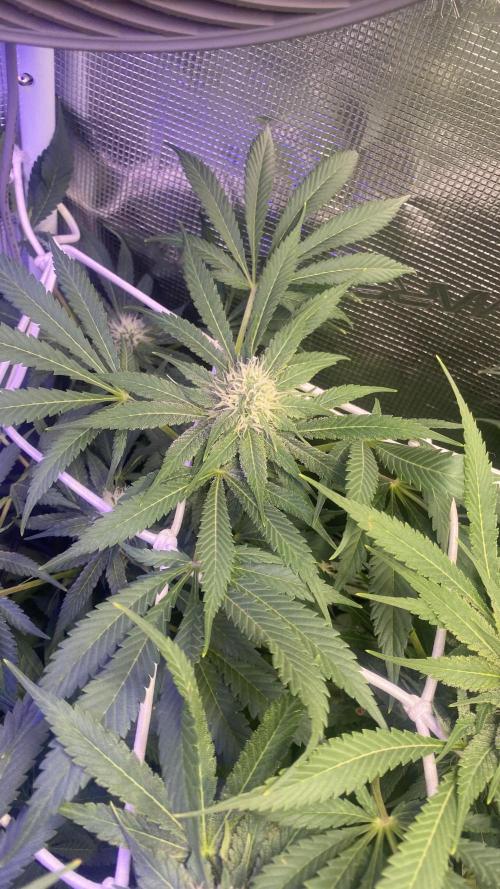 Mazar Kush - World Of Seeds. Week 11 - 22/4/2026