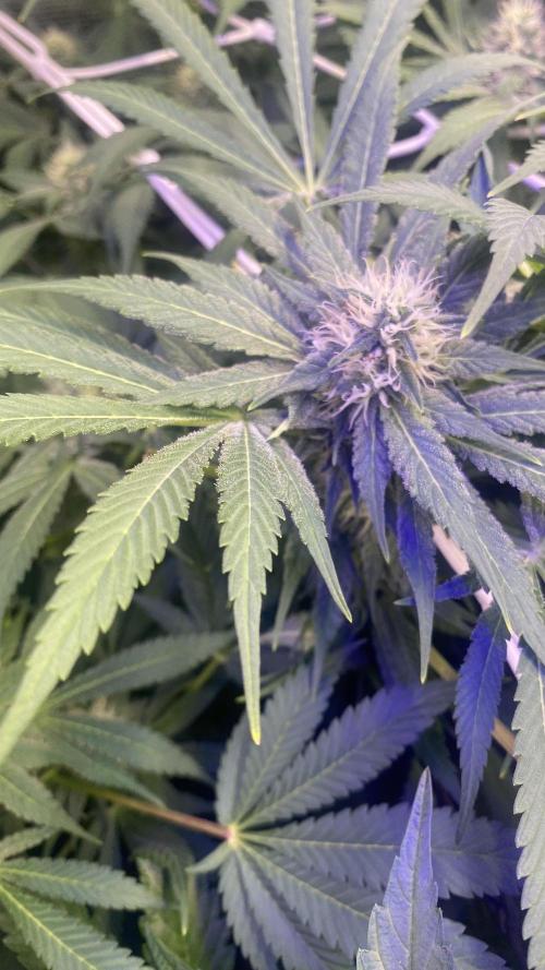Mazar Kush - World Of Seeds. Week 11 - 22/4/2026