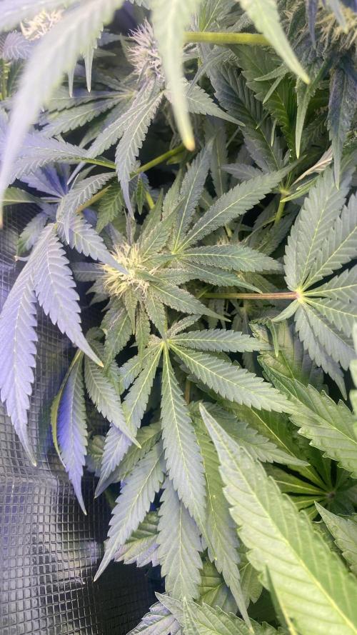 Mazar Kush - World Of Seeds. Week 11 - 22/4/2026