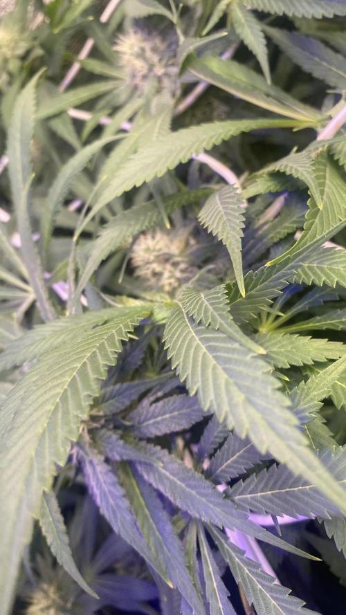 Mazar Kush - World Of Seeds. Week 11 - 22/4/2026