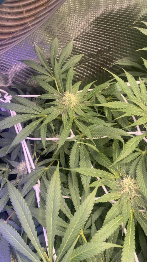 Mazar Kush - World Of Seeds. Week 11 - 22/4/2026