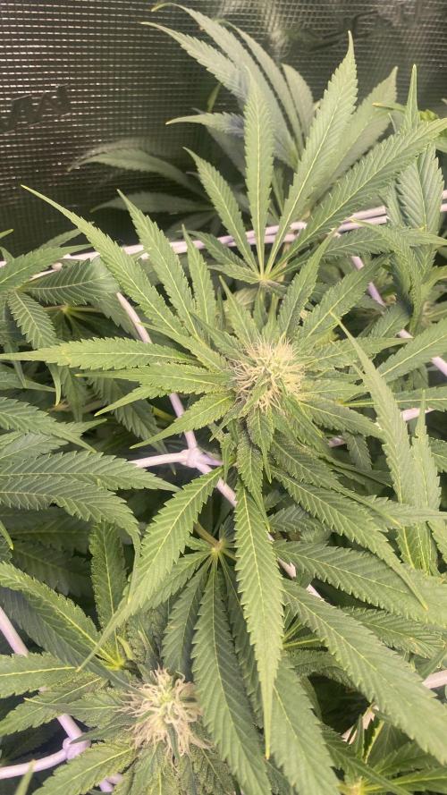 Mazar Kush - World Of Seeds. Week 11 - 22/4/2026
