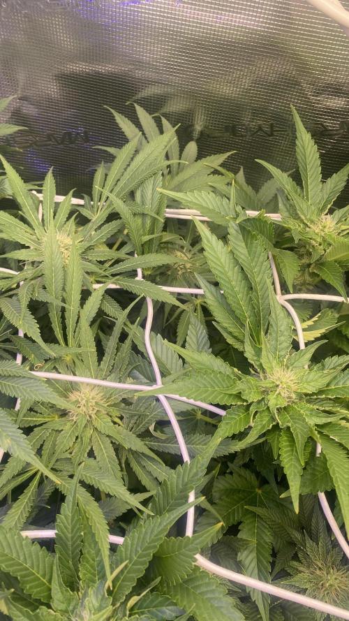 Mazar Kush - World Of Seeds. Week 11 - 22/4/2026