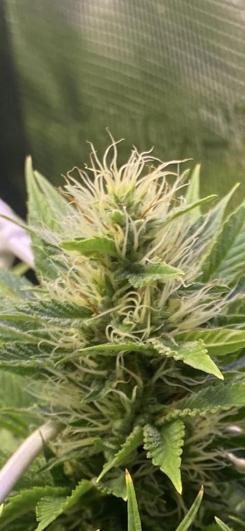 Eternity Growcup 2026 - Sticky Broccoli. Week 11 - day 40