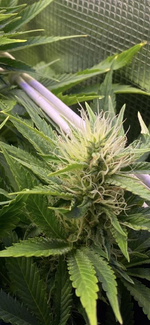 Eternity Growcup 2026 - Sticky Broccoli. Week 11 - day 40