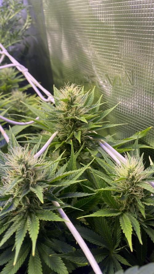 Eternity Growcup 2026 - Sticky Broccoli. Week 11 - day 40