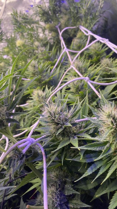 Eternity Growcup 2026 - Sticky Broccoli. Week 11 - day 40
