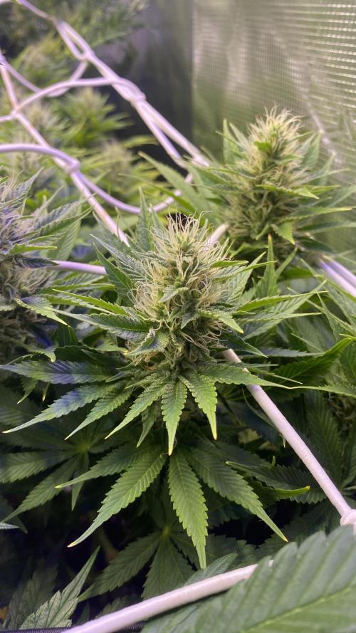 Eternity Growcup 2026 - Sticky Broccoli. Week 11 - day 40